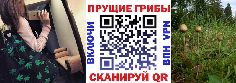 MEGA рабочий сайт  Пудож  Галлюциногенные грибы Psilocybine cubensis 